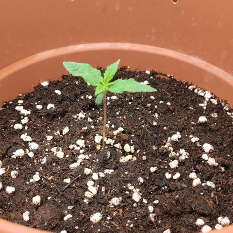 Chocolope #1 growlog timeline photo
