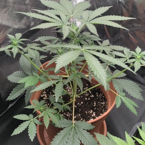 NCH  growlog timeline photo