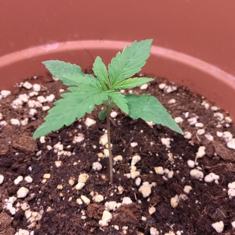 Chocolope #1 growlog timeline photo