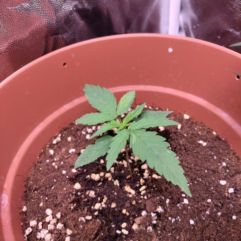 Chocolope #1 growlog timeline photo