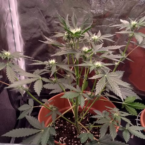 NCH  growlog timeline photo