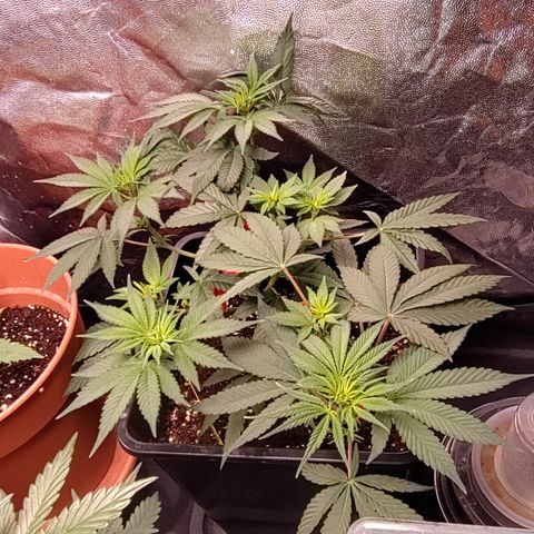 P.G #1 growlog timeline photo