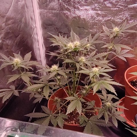 NCH  growlog timeline photo