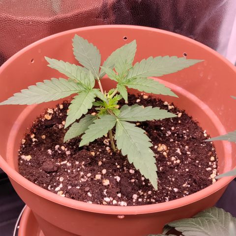 Chocolope #1 growlog timeline photo
