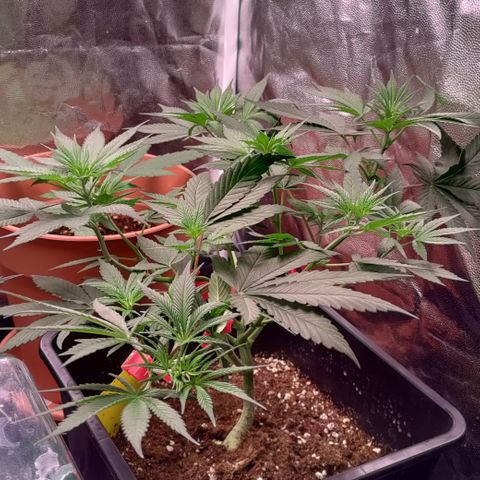 P.G #1 growlog photo: Strange training but hey 