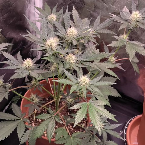 NCH  growlog timeline photo