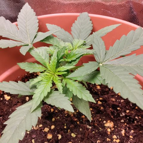 Chocolope #1 growlog timeline photo
