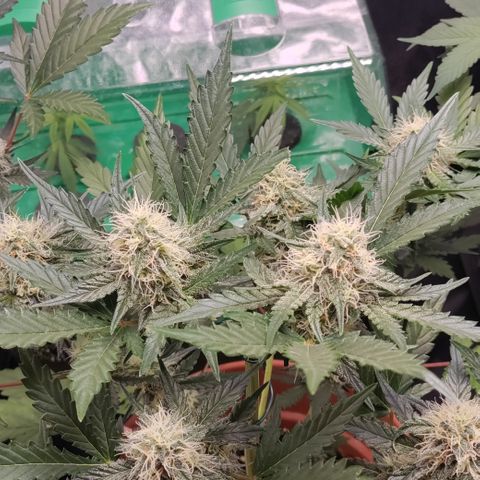 NCH  growlog timeline photo
