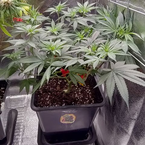 P.G #1 growlog photo: Moved to flower tent 13/11 lights 