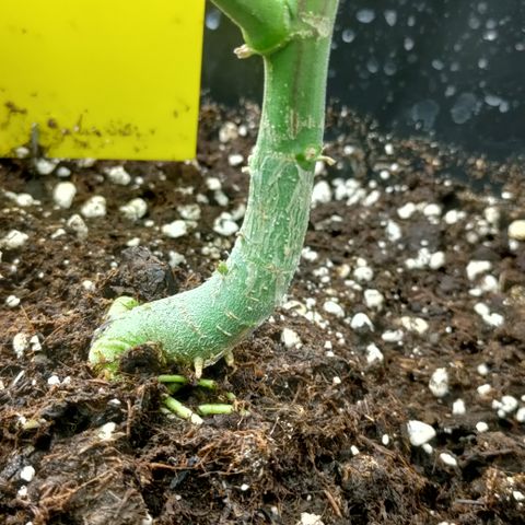 P.G #1 growlog photo: Trunkshot