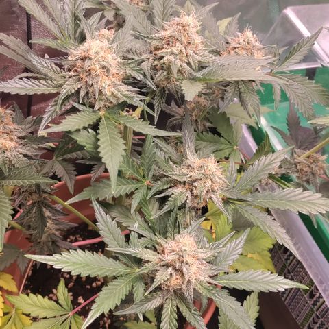 NCH  growlog timeline photo
