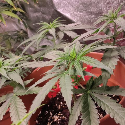 Chocolope #1 growlog timeline photo