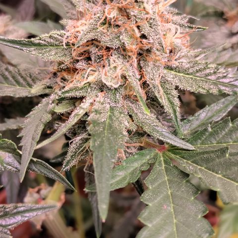 NCH  growlog photo: Starting to get close to the finish line