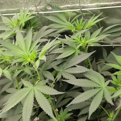 P.G #1 growlog timeline photo