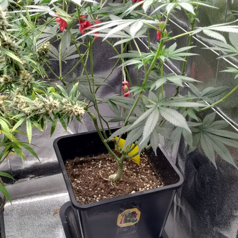 P.G #1 growlog timeline photo