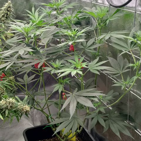 P.G #1 growlog photo: Seems to be done stretching now. Not much of a stretch, 10-18 cm 