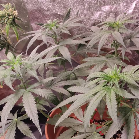Chocolope #1 growlog timeline photo