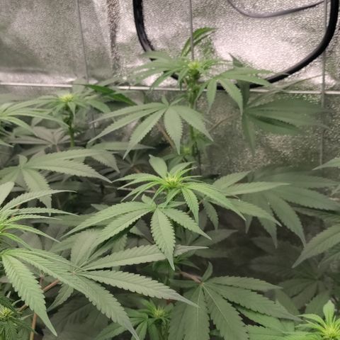 P.G #1 growlog photo: Budsites developing nicely. 800ppfd