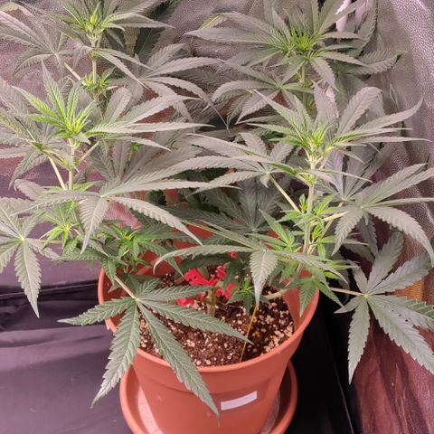 Chocolope #1 growlog timeline photo