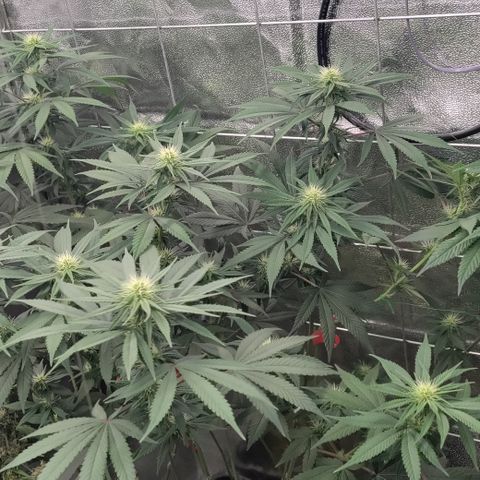 P.G #1 growlog photo: A bit of defoliation 
