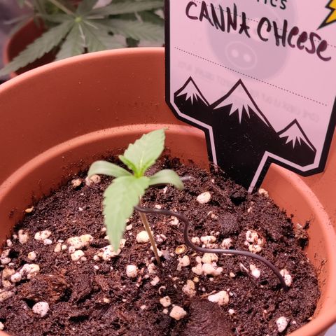 Canna-Cheese 1:1 growlog timeline photo