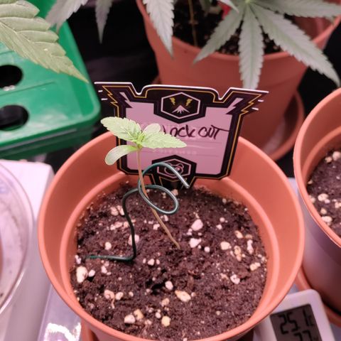 K.O #1 growlog timeline photo