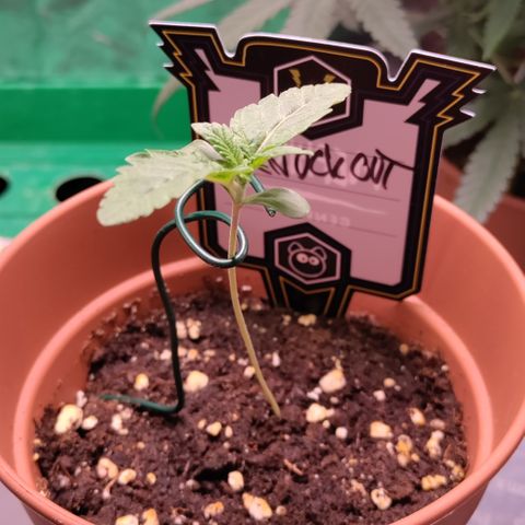 K.O #1 growlog timeline photo