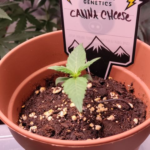 Canna-Cheese 1:1 growlog timeline photo