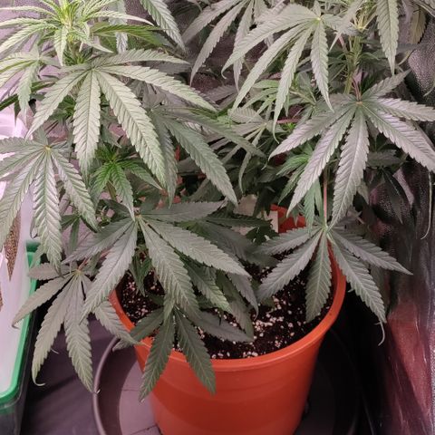 Chocolope #1 growlog timeline photo