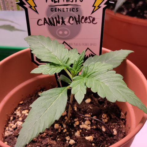 Canna-Cheese 1:1 growlog photo: Soon time to repot