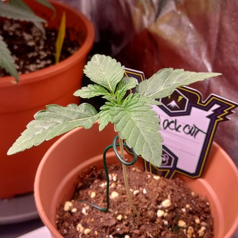 K.O #1 growlog timeline photo