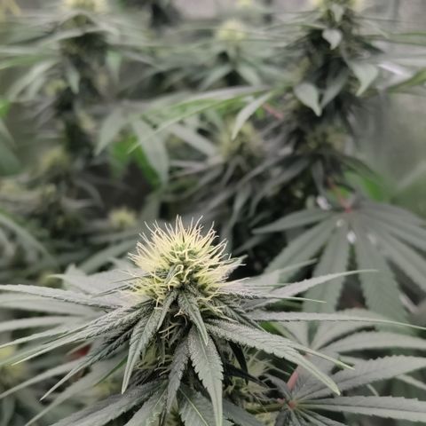 P.G #1 growlog timeline photo