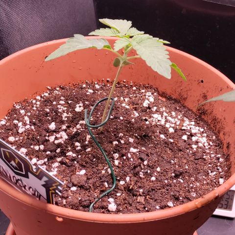 K.O #1 growlog timeline photo