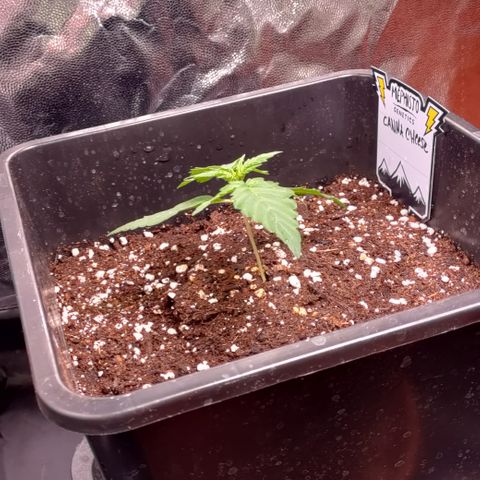 Canna-Cheese 1:1 growlog timeline photo
