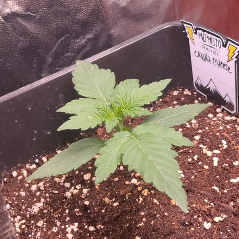 Canna-Cheese 1:1 growlog timeline photo