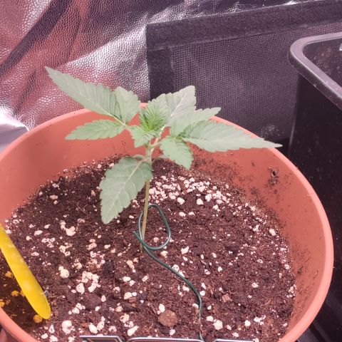 K.O #1 growlog timeline photo