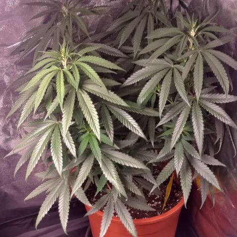 Chocolope #1 growlog timeline photo