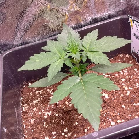 Canna-Cheese 1:1 growlog timeline photo