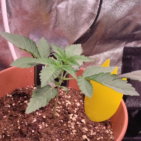 K.O #1 growlog timeline photo