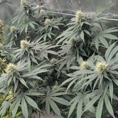 P.G #1 growlog timeline photo
