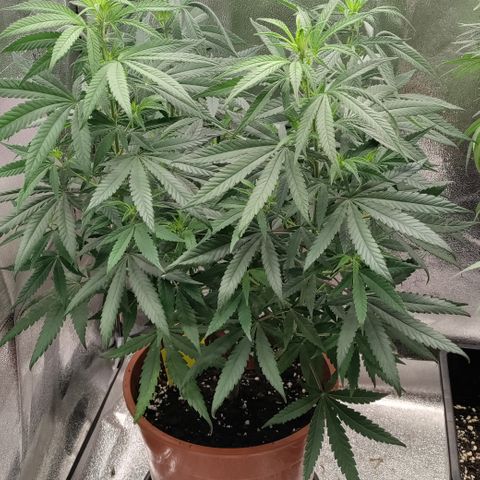 Chocolope #1 growlog timeline photo
