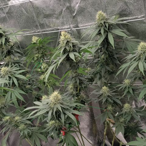P.G #1 growlog timeline photo