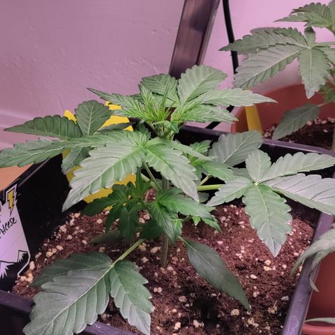 Canna-Cheese 1:1 growlog timeline photo