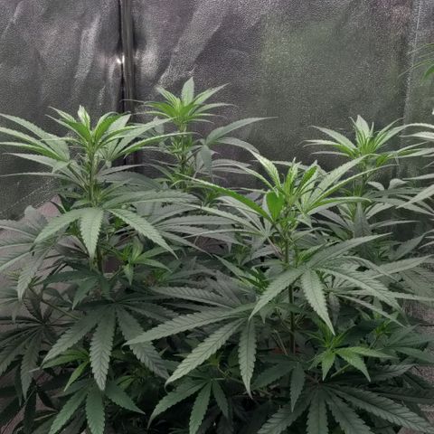 Chocolope #1 growlog timeline photo