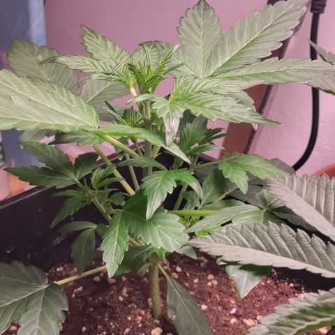 Canna-Cheese 1:1 growlog timeline photo