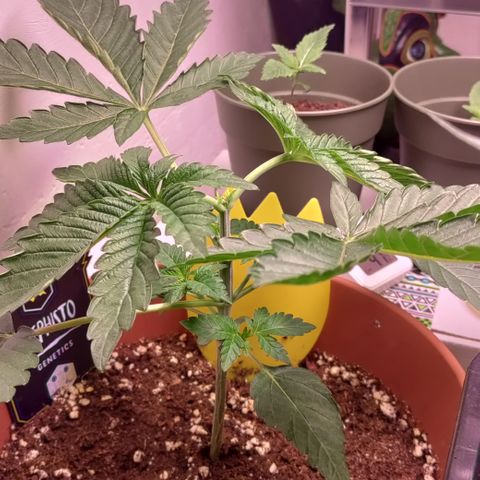 K.O #1 growlog photo: Slowly recovering after topping.