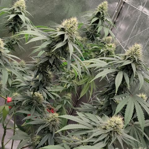 P.G #1 growlog timeline photo