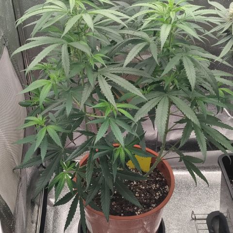 Chocolope #1 growlog photo: Opened her up a little with some defoliation 