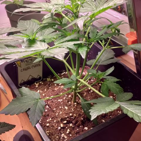 Canna-Cheese 1:1 growlog timeline photo