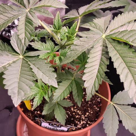 K.O #1 growlog timeline photo